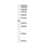 Syndecan Binding Protein antibody, NB100-53807, Novus Biologicals, Western Blot image 