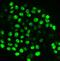 KI-67 antibody, M00254-9, Boster Biological Technology, Immunofluorescence image 