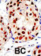 Protein Arginine Methyltransferase 1 antibody, abx025565, Abbexa, Immunohistochemistry frozen image 
