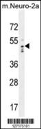DDB1 And CUL4 Associated Factor 13 antibody, 55-457, ProSci, Western Blot image 