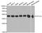 Protein Phosphatase 1 Catalytic Subunit Alpha antibody, LS-B13867, Lifespan Biosciences, Western Blot image 