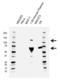 Complement C3 antibody, VMA00540, Bio-Rad (formerly AbD Serotec) , Western Blot image 