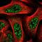 TBC1 domain family member 8 antibody, NBP2-58174, Novus Biologicals, Immunofluorescence image 