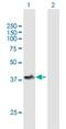 Target Of Myb1 Like 1 Membrane Trafficking Protein antibody, H00010040-B01P, Novus Biologicals, Western Blot image 