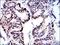 Minichromosome Maintenance Complex Component 2 antibody, GTX60520, GeneTex, Immunohistochemistry paraffin image 