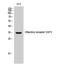 Olfactory Receptor Family 5 Subfamily AP Member 2 antibody, A18792, Boster Biological Technology, Western Blot image 