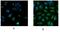 Ubiquitin Conjugating Enzyme E2 L3 antibody, LS-C20223, Lifespan Biosciences, Immunofluorescence image 