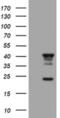 Transmembrane Protein 173 antibody, MA5-26032, Invitrogen Antibodies, Western Blot image 