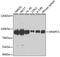 Anaphase Promoting Complex Subunit 5 antibody, GTX33008, GeneTex, Western Blot image 