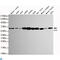 5-Aminoimidazole-4-Carboxamide Ribonucleotide Formyltransferase/IMP Cyclohydrolase antibody, LS-C812883, Lifespan Biosciences, Western Blot image 