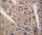 BICD Cargo Adaptor 2 antibody, PA5-14858, Invitrogen Antibodies, Immunohistochemistry paraffin image 