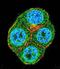 Beta-Transducin Repeat Containing E3 Ubiquitin Protein Ligase antibody, LS-C156893, Lifespan Biosciences, Immunofluorescence image 