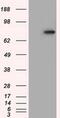 Hexose-6-Phosphate Dehydrogenase/Glucose 1-Dehydrogenase antibody, MA5-25119, Invitrogen Antibodies, Western Blot image 