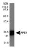 Apurinic/Apyrimidinic Endodeoxyribonuclease 1 antibody, PA1-16500, Invitrogen Antibodies, Western Blot image 