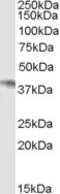 MYB Proto-Oncogene, Transcription Factor antibody, 45-922, ProSci, Enzyme Linked Immunosorbent Assay image 