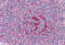 GA Binding Protein Transcription Factor Subunit Beta 1 antibody, MBS247952, MyBioSource, Immunohistochemistry frozen image 