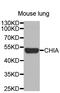 Chitinase Acidic antibody, LS-C332555, Lifespan Biosciences, Western Blot image 