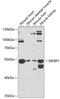 Serum Response Factor Binding Protein 1 antibody, GTX66544, GeneTex, Western Blot image 