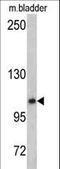 O-Linked N-Acetylglucosamine (GlcNAc) Transferase antibody, LS-C163114, Lifespan Biosciences, Western Blot image 