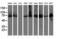 Protein Disulfide Isomerase Family A Member 4 antibody, M07267-3, Boster Biological Technology, Western Blot image 
