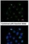 Secretion Associated Ras Related GTPase 1A antibody, PA5-27642, Invitrogen Antibodies, Immunofluorescence image 