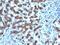 Carbamoyl-Phosphate Synthase 1 antibody, NBP2-48109, Novus Biologicals, Immunohistochemistry paraffin image 