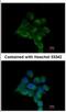 ILK Associated Serine/Threonine Phosphatase antibody, NBP2-16960, Novus Biologicals, Immunocytochemistry image 