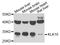 Kallikrein Related Peptidase 10 antibody, A6398, ABclonal Technology, Western Blot image 