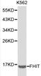 Fragile Histidine Triad Diadenosine Triphosphatase antibody, LS-C192457, Lifespan Biosciences, Western Blot image 