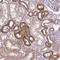 ADAM Metallopeptidase With Thrombospondin Type 1 Motif 19 antibody, NBP2-31627, Novus Biologicals, Immunohistochemistry paraffin image 