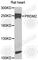 PR/SET Domain 2 antibody, A8565, ABclonal Technology, Western Blot image 