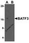 Basic Leucine Zipper ATF-Like Transcription Factor 3 antibody, 7939, ProSci, Western Blot image 