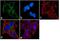 G Protein Subunit Alpha I2 antibody, PA1-1000, Invitrogen Antibodies, Immunofluorescence image 