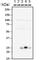 Twist Family BHLH Transcription Factor 1 antibody, ab50887, Abcam, Western Blot image 