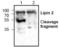 Phosphatidate phosphatase LPIN2 antibody, TA318974, Origene, Western Blot image 