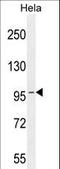 Component Of Oligomeric Golgi Complex 3 antibody, LS-C166913, Lifespan Biosciences, Western Blot image 