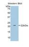 Interleukin 1 Alpha antibody, LS-C294776, Lifespan Biosciences, Western Blot image 