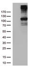 RB Transcriptional Corepressor 1 antibody, LS-C790685, Lifespan Biosciences, Western Blot image 