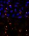 Matrix Metallopeptidase 3 antibody, GTX55709, GeneTex, Immunocytochemistry image 