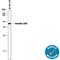 Gelsolin antibody, MAB8170, R&D Systems, Western Blot image 