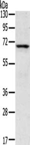 Non-receptor tyrosine-protein kinase TNK1 antibody, CSB-PA046438, Cusabio, Western Blot image 