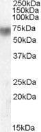 Lactoperoxidase antibody, PA5-18917, Invitrogen Antibodies, Western Blot image 