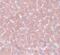 WD Repeat Domain 74 antibody, PA5-20924, Invitrogen Antibodies, Immunohistochemistry frozen image 