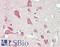 Complement C1q Like 3 antibody, LS-B13653, Lifespan Biosciences, Immunohistochemistry paraffin image 