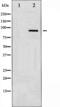 Protein Kinase C Alpha antibody, abx011394, Abbexa, Western Blot image 