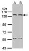 DNA Ligase 1 antibody, PA5-27820, Invitrogen Antibodies, Western Blot image 