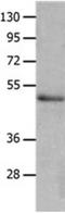 NCK Adaptor Protein 2 antibody, orb107562, Biorbyt, Western Blot image 