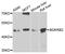 Bradykinin Receptor B2 antibody, abx006762, Abbexa, Western Blot image 