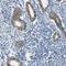 Membrane Spanning 4-Domains A10 antibody, PA5-53233, Invitrogen Antibodies, Immunohistochemistry frozen image 