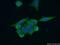 NIMA Related Kinase 2 antibody, 24171-1-AP, Proteintech Group, Immunofluorescence image 